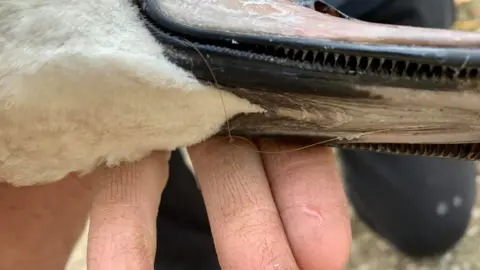 Linjoy Wildlife Sanctuary and Rescue cygnets with wire in its mouth