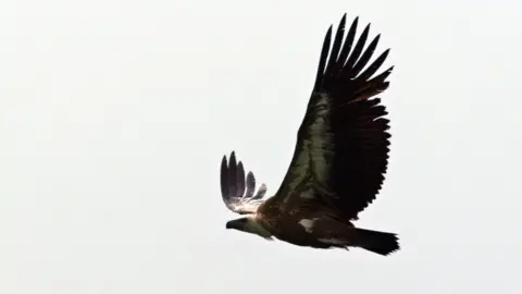 AFP/Getty Images A griffon vulture in flight