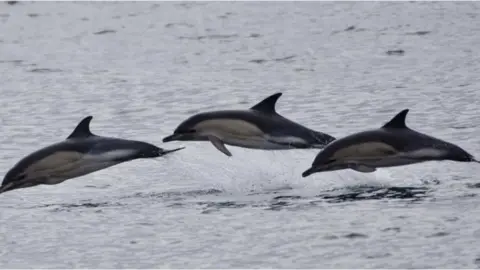 Orca Dolphins