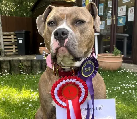 RSPCA Winnie the American bulldog