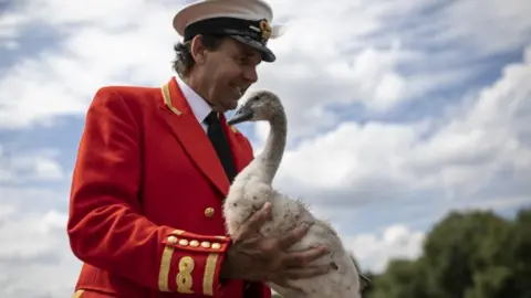 Getty Images The Sovereign"s Swan Marker David Barber checks a cygnet during the annual Swan Upping census