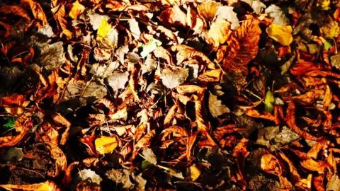 Becca Collacott Leaves in Cothill Woods