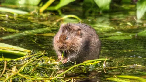 Trentham Vole