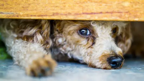 Getty Images Sad dog