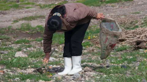 Getty Images North Korean woman collecting grass to eat in a field, North Hamgyong Province, Jung Pyong Ri, North Korea on May 7, 2010 in Jung Pyong Ri, North Korea.