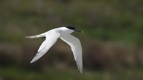 Tom Hibbert/The Wildlife Trusts Undated handout photo issued by The Wildlife Trusts of a Sandwich tern.