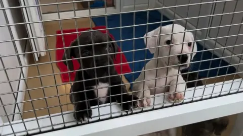 Puppies at Teckels Animal Sanctuary