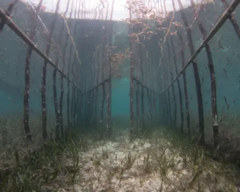 Benjamin Jones Static fish fences in seagrass in Indonesia