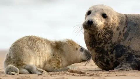 PA Media Grey seal and pup