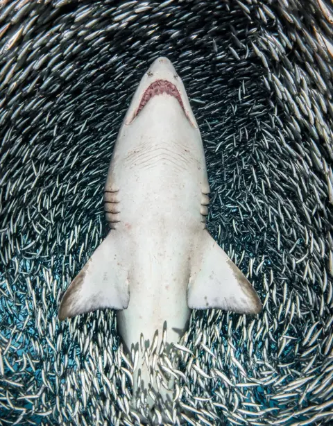 Tanya Houppermans/UPY 2018 A sand tiger shark surrounded by millions of tiny fish