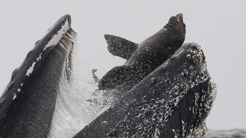 Chase Dekker Whale swallows sea lion