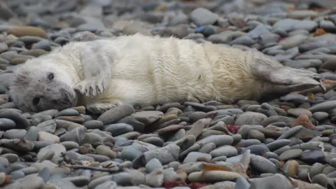 Cwmtydu Bay Wildlife A pup waiting for its mother