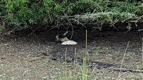 RSPCA The lamb stuck in the mud