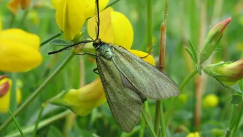 Mark Parsons/BCS Forester Moth