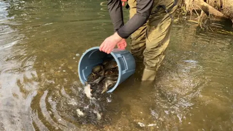 Environment Agency Fish restocking