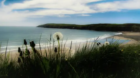 Marilyn Williams Dandelions swaying above the sand at Aberdaron