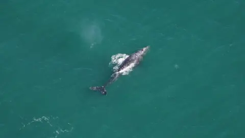 New England Aquarium Aerial photo of gray whale spotted in Atlantic waters off the coast of New England