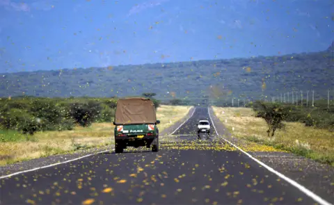 AFP Locusts swarm across a highway