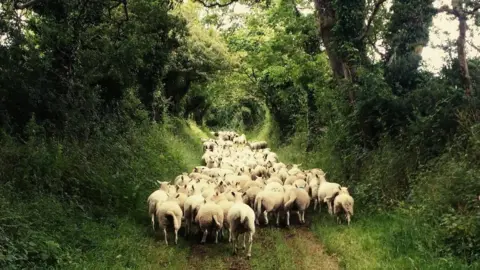 Gerallt Hughes Sheep in a lane