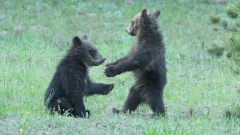 Getty Images Grizzly bears