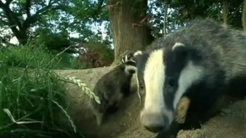 BBC Badgers