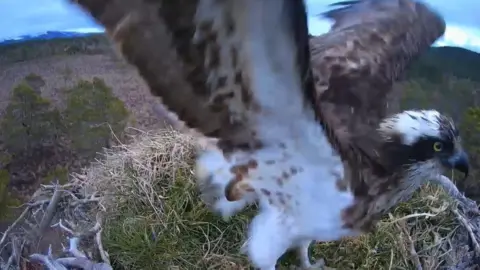 RSPB Loch Garten/CarnyxWild EJ at her nest on Wednesday