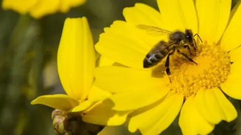 Getty Images Bees