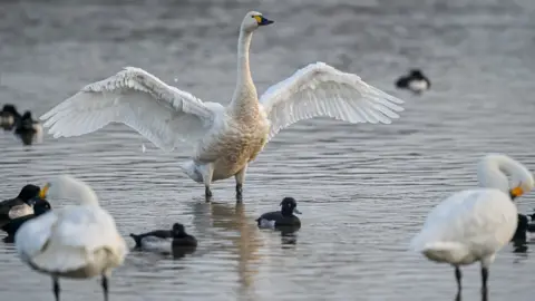 PA Media Bewick's Swans at Slimbridge