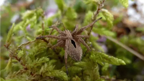 National Trust Diamond spider