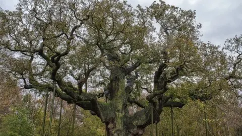 Phil Lockwood Major Oak, November 2014
