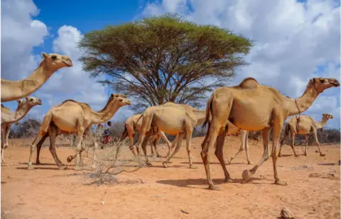 Getty Images Camels walking through dry land against a backdrop of blue skies and a few clouds. There is a tree behind them.