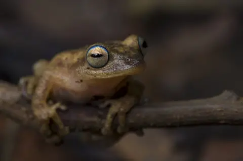 Angad Achappa A Coorg yellow bush frog on a branch.