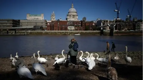 Reuters A woman feeds swans on the banks of the River Thames in central London