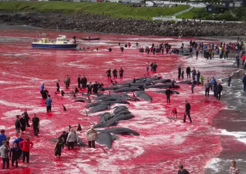 Alastair Ward / Triangle News Inhabitants of the Faroe Islands go whaling in the bay in Sandavágur