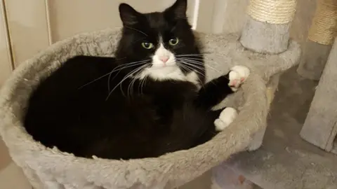 RSPCA Princess in a cat basket