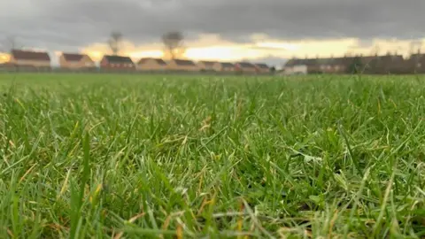 Grass at Middlefield Primary