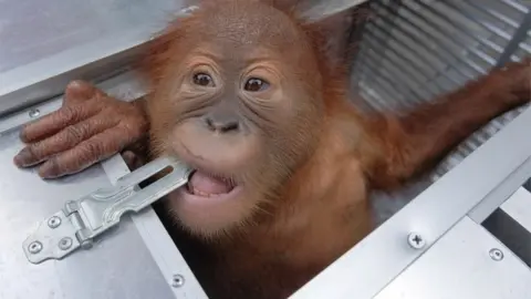 AFP A young orangutan seized while being smuggled through Denpasar airport in Bali, 23 March 2019