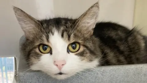 Cats Protection Derby Adoption Centre Cat