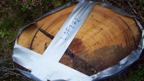 Columbia University Tree rings