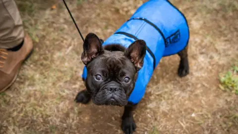 Getty Images French bulldog