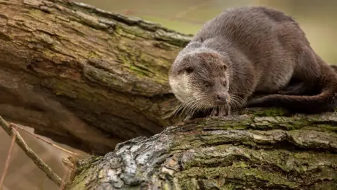 Ben Andrew European otter