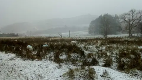 Wendiihouse | Weather Watchers Sheep in a snowy field