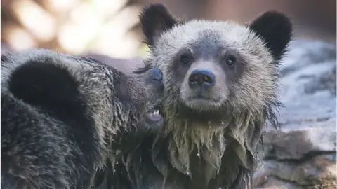 Getty Images Grizzly bear cubs play