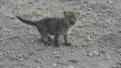 Joop Van Der Linde/Ndutu Lodge A shot of the leopard cub crouching with its tale extended