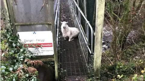 RSPCA The sheep