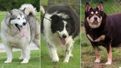 Fat dog George 'gorged on pasties and pies'