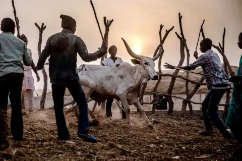 AFP Cattle herders direct cows to the yards at a livestock market in Ngurore, Adamawa State, Nigeria. They are encircling the animal, the sun is low in the sky - Wednesday 20 February 2019