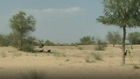 BBC File photo of Thar desert