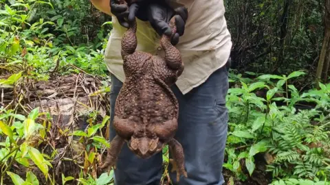 Queensland Department of Environment and Science A ranger holding up the cane toad