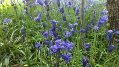 Bluebells